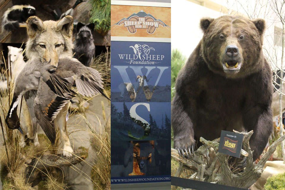 Wild Sheep Foundation - The Sheep Show - Reno 2014