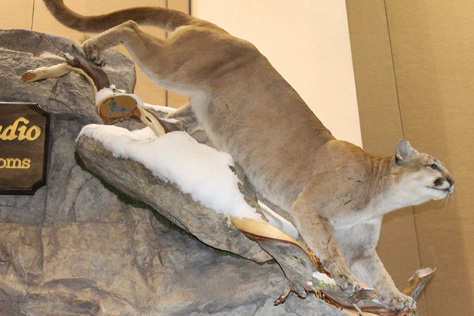 Wild Sheep Foundation