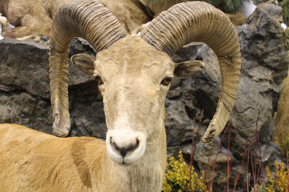 Wild Sheep Foundation